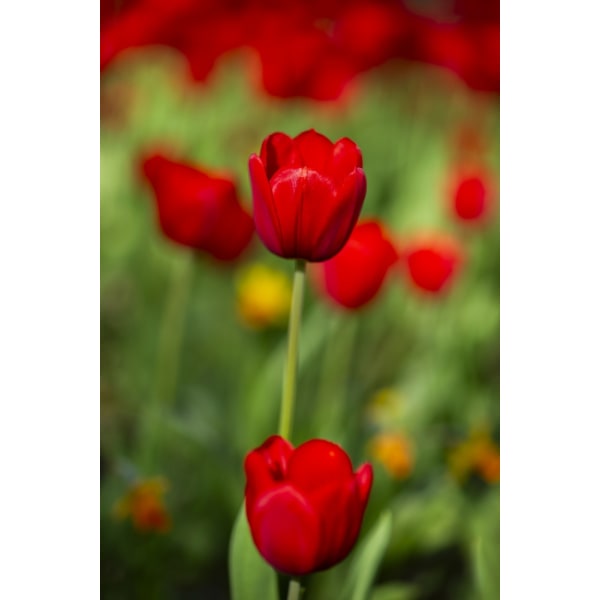 Røde Tulipaner MultiColor 50x70 cm