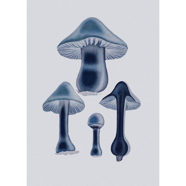 Agaricus Bulbosus - Blue MultiColor 30x40 cm