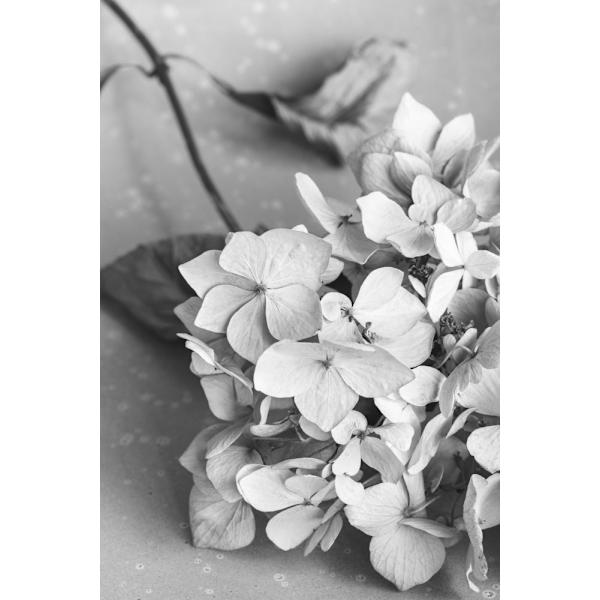 Dried Flowe Ron Plate_Black Aamp White MultiColor 30x40 cm