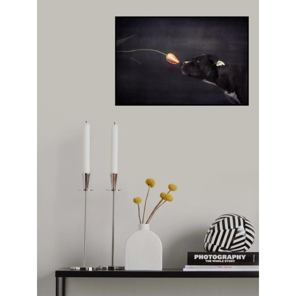 First Approach - Hildegard And The Tulip MultiColor 50x70 cm