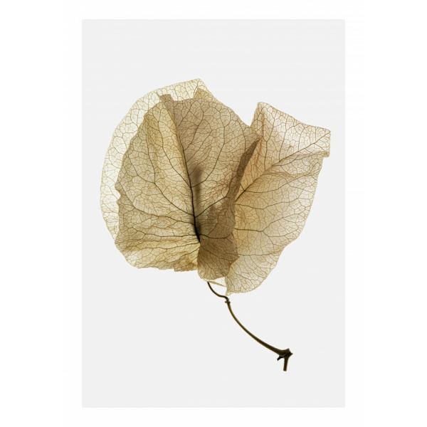 Bougainvillea Study No3 MultiColor 50x70 cm