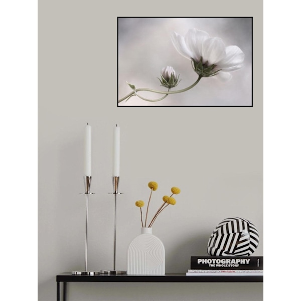Simply Cosmos MultiColor 70x100 cm
