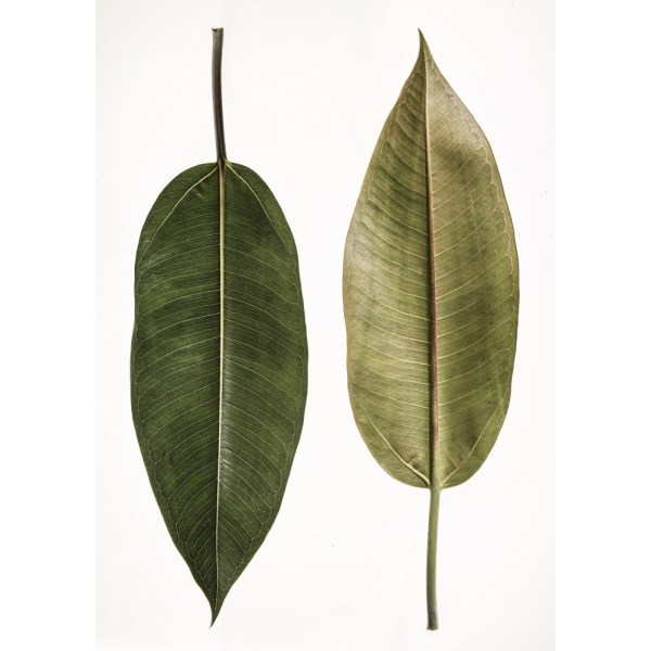 Leaf Study 05 MultiColor 30x40 cm
