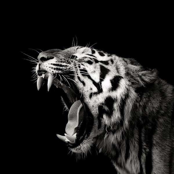 Primal Yawn 4 MultiColor 70x100 cm