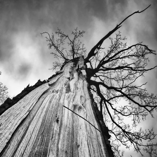 Heart Of A Tree MultiColor 50x70 cm