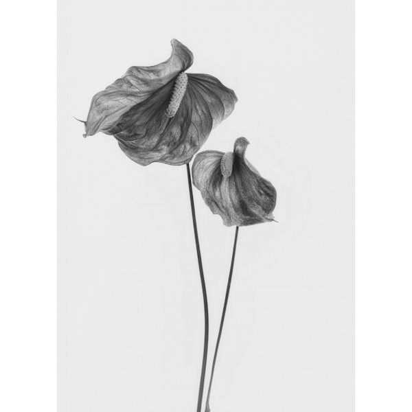 Anthurium MultiColor 30x40 cm