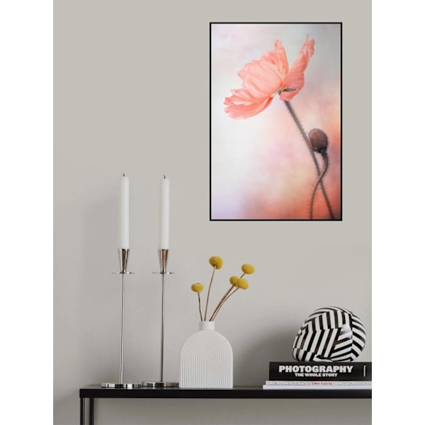 Tenderness MultiColor 50x70 cm