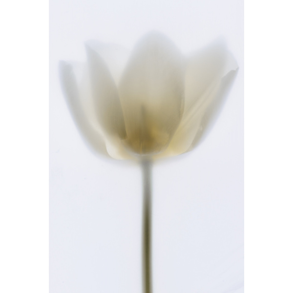 Delicate Tulip MultiColor 50x70 cm