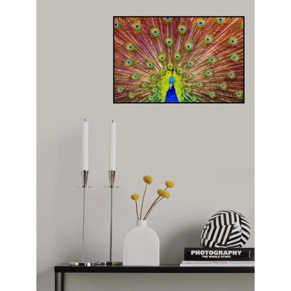 Peacock MultiColor 50x70 cm