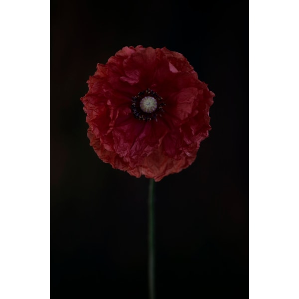 One Red Poppy MultiColor 21x30 cm