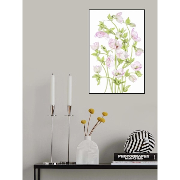 Hellebore MultiColor 50x70 cm