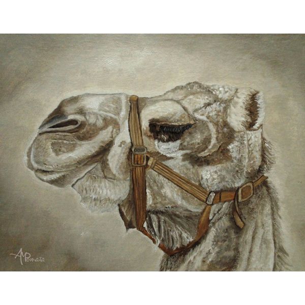 Camel Portrait MultiColor 21x30 cm