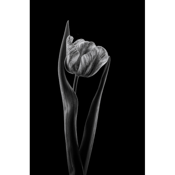 Rembrandt Tulip MultiColor 50x70 cm