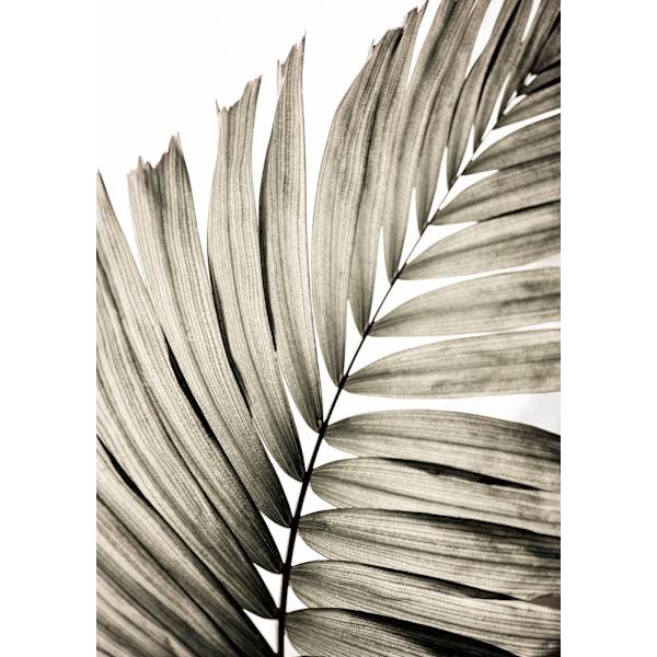 Palm Leaves 22 MultiColor 70x100 cm
