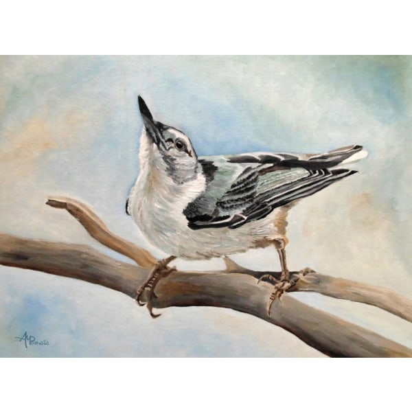 Tuning In White Breasted Nuthatch MultiColor 21x30 cm