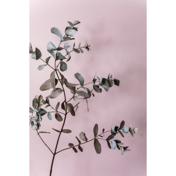 Eucalyptus 12 MultiColor 21x30 cm