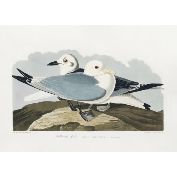 Kittiwake Gull From Birds Of America (1827) MultiColor 30x40 cm