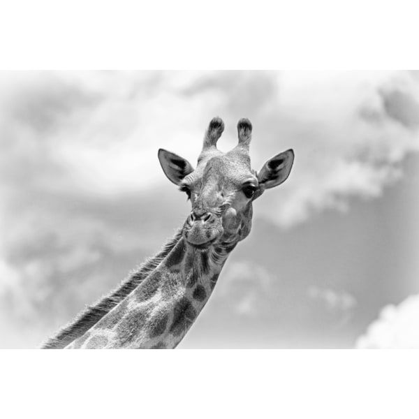 The Giraffe - Wildlife V MultiColor 70x100 cm