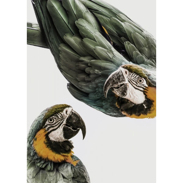 Amazonia MultiColor 21x30 cm