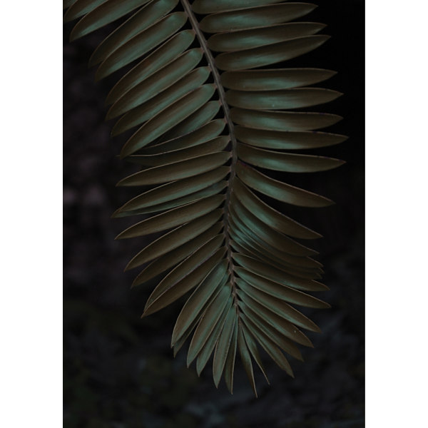 Cycad MultiColor 21x30 cm