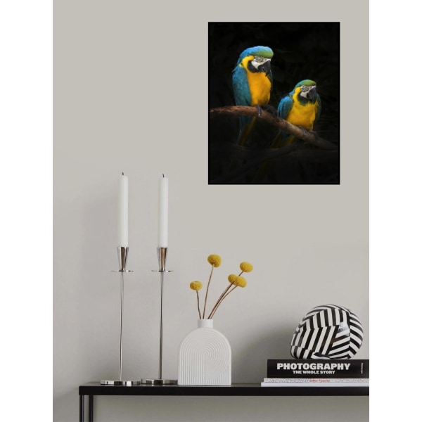 Macaw Parrots MultiColor 21x30 cm