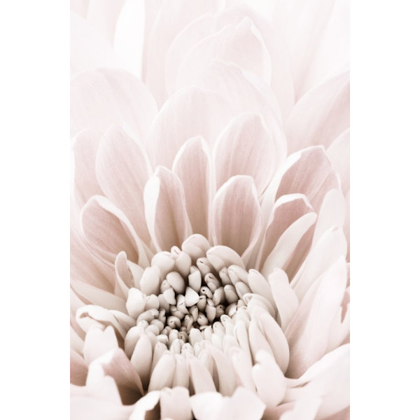 Chrysanthemum No 06 MultiColor 50x70 cm