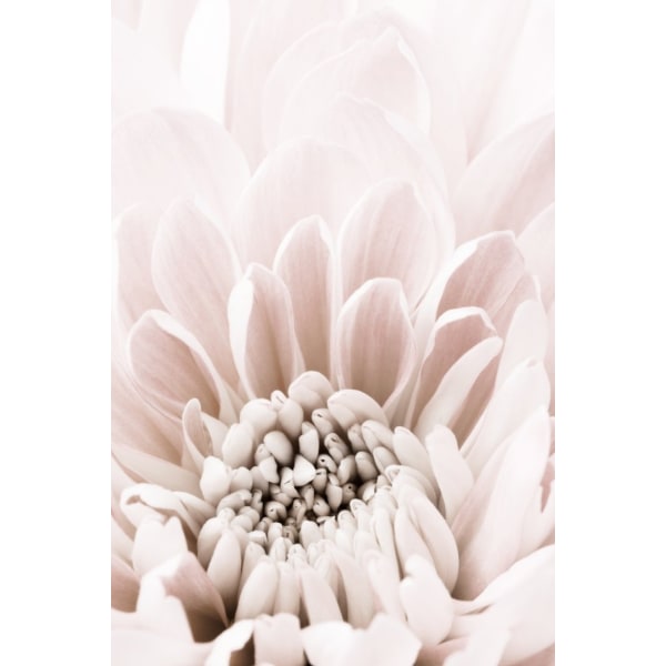 Krysantemum No 06 MultiColor 50x70 cm