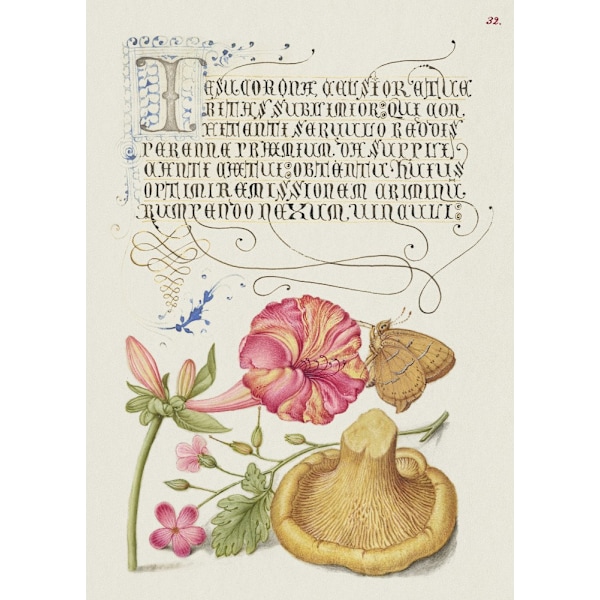 Mira Calligraphiae Monumenta MultiColor 50x70 cm
