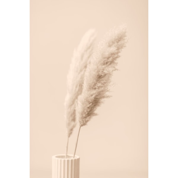 Pampas Grass Begie 13 MultiColor 50x70 cm