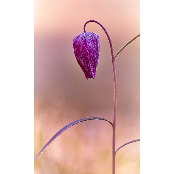 Fritillary MultiColor 70x100 cm