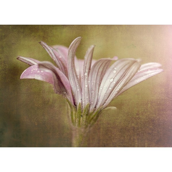 Pretty In Pink MultiColor 21x30 cm