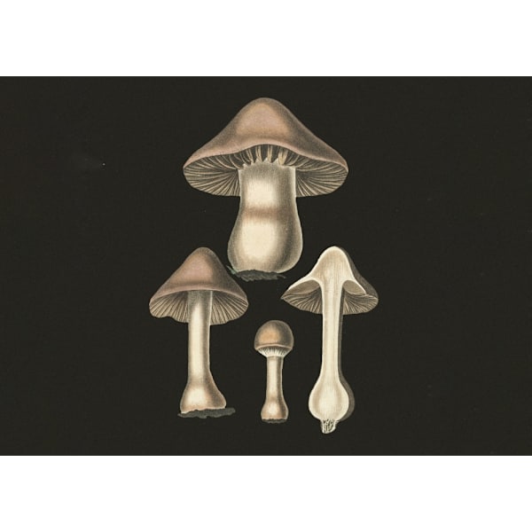 Agaricus Bulbosus Dark Background MultiColor 21x30 cm