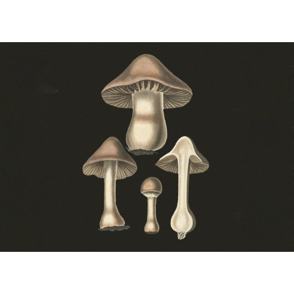 Agaricus Bulbosus Mørk Baggrund MultiColor 21x30 cm