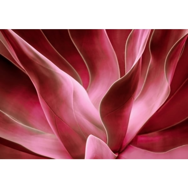 Agave Abstract In Autumn 2023 MultiColor 21x30 cm