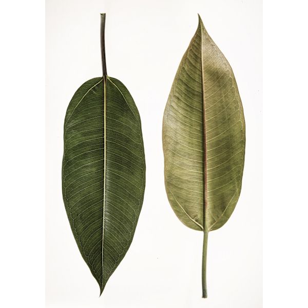 Leaf Study 05 MultiColor 70x100 cm