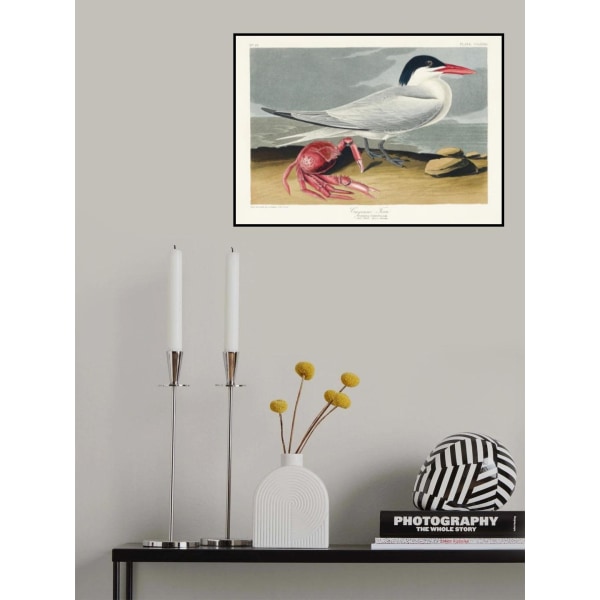 Cayenne Tern fra Birds Of America (1827) MultiColor 21x30 cm