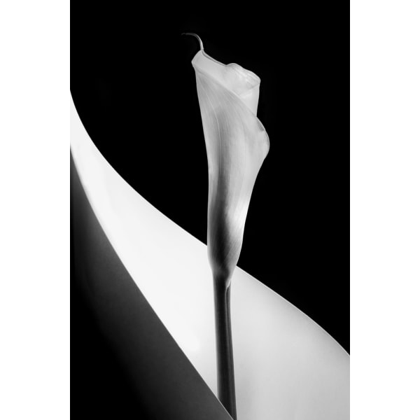 Calla Lily MultiColor 50x70 cm