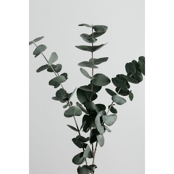 Eucalyptus Natural 01 MultiColor 21x30 cm