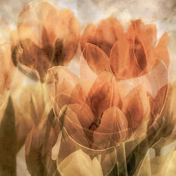 Tulips MultiColor 30x40 cm
