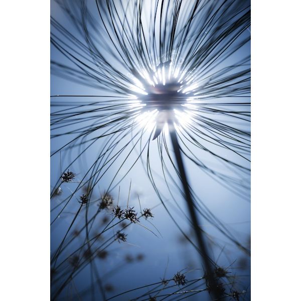 Botanic Blue MultiColor 21x30 cm