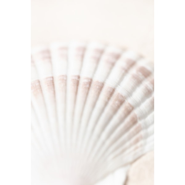 Shell MultiColor 21x30 cm