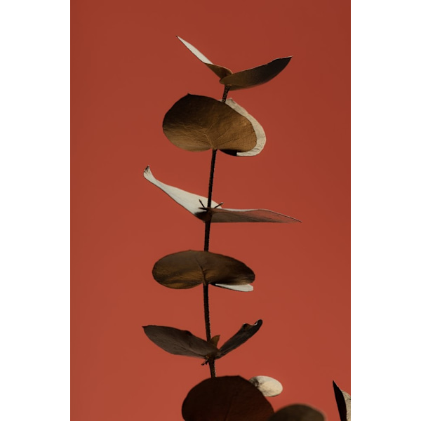 Eucalyptus Gold Rust 04 MultiColor 50x70 cm