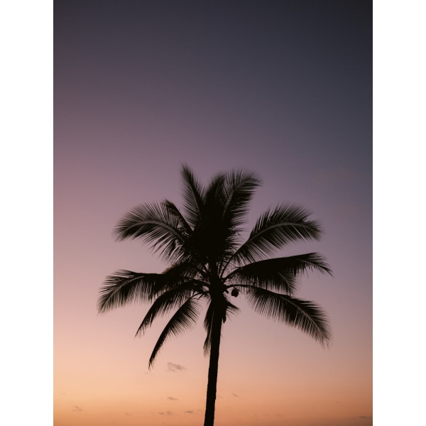 Costa Rica Palm Tree MultiColor 30x40 cm