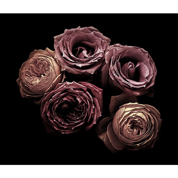 Roses MultiColor 21x30 cm