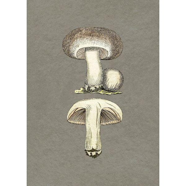 Field Mushroom MultiColor 21x30 cm