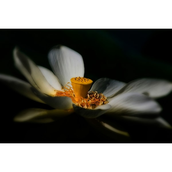 A Lotus, Softly MultiColor 21x30 cm
