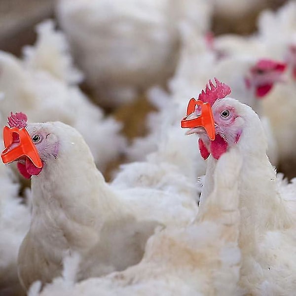 Julklappskycklingglasögon, 100 stycken Anti-peck-glasögon, Plastkycklingglasögon, För bakgårdsfjäderfäuppfödning