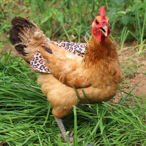 5 st Kycklingsadlar Hönsförkläden flerfärgad