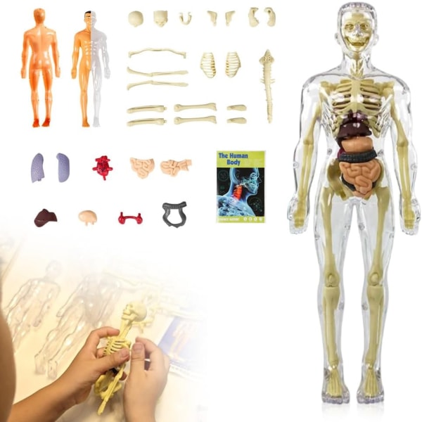 3D Human Body Torso Mol for Kid Anatomy Mol Skelett Mini Human Style B