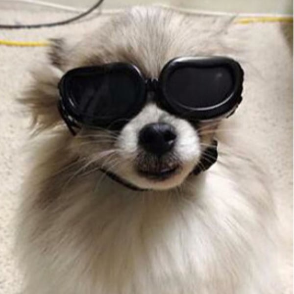 Husdjursglasögon Katt Små hundar Vindtäta solglasögon Uv-skydd Valpsolglasögon svart
